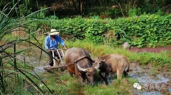 差異化規(guī)劃讓鄉(xiāng)村旅游項目脫穎而出!