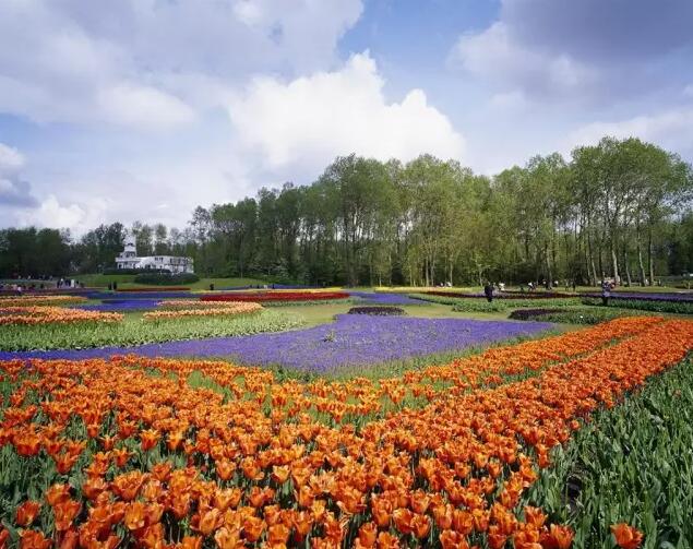 荷蘭庫(kù)肯霍夫公園——被譽(yù)為“世界上最美麗的春季公園”